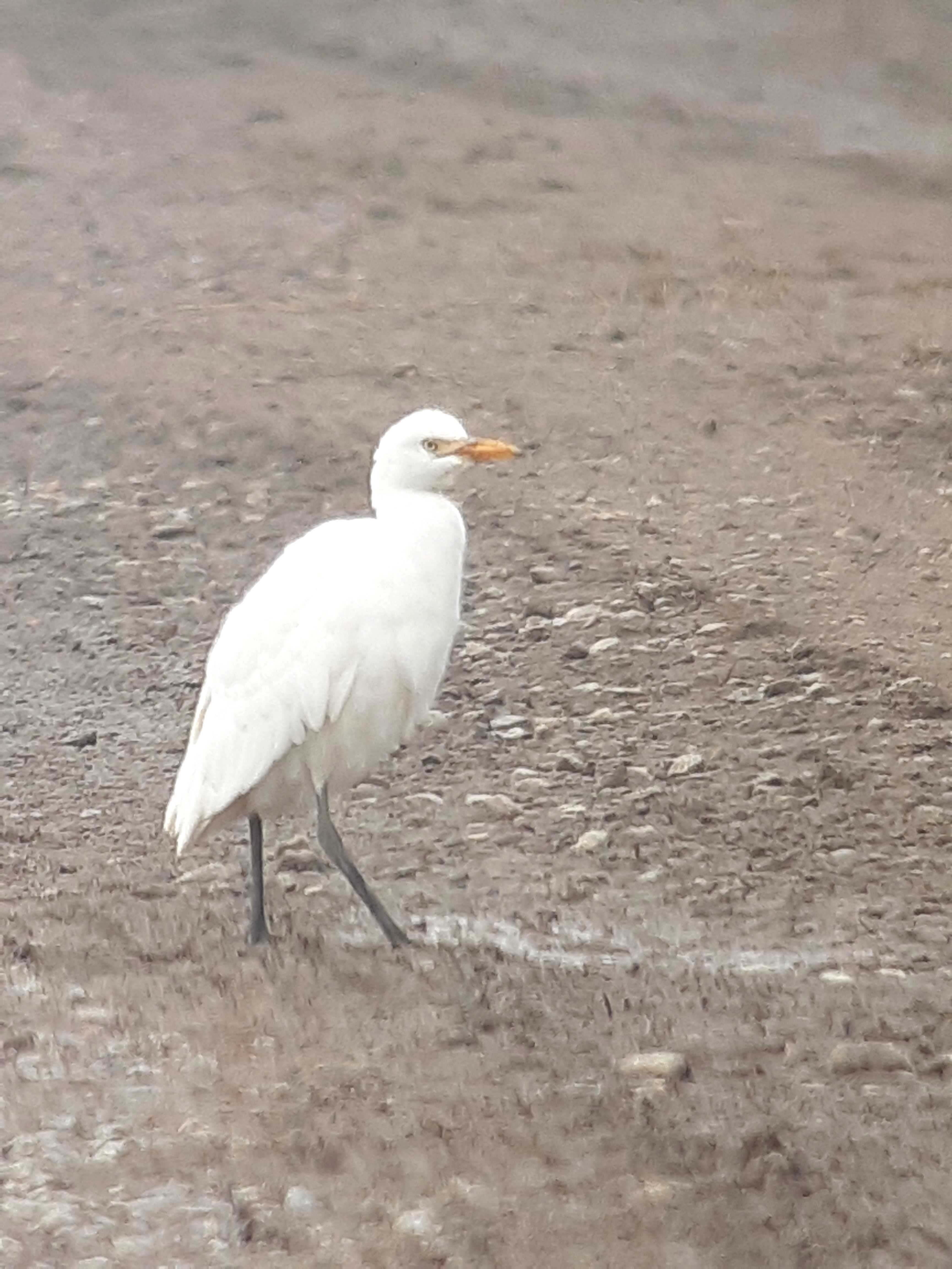 Födosökte  vid grusvägen och i Hästhagen vid Tullgarns Häststall.