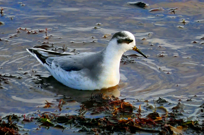 Upptäcktes 9e okt vid Ystads Saltsjöbad - Världens ände,  och var fortfarande kvar 19e okt på samma lokal :-)