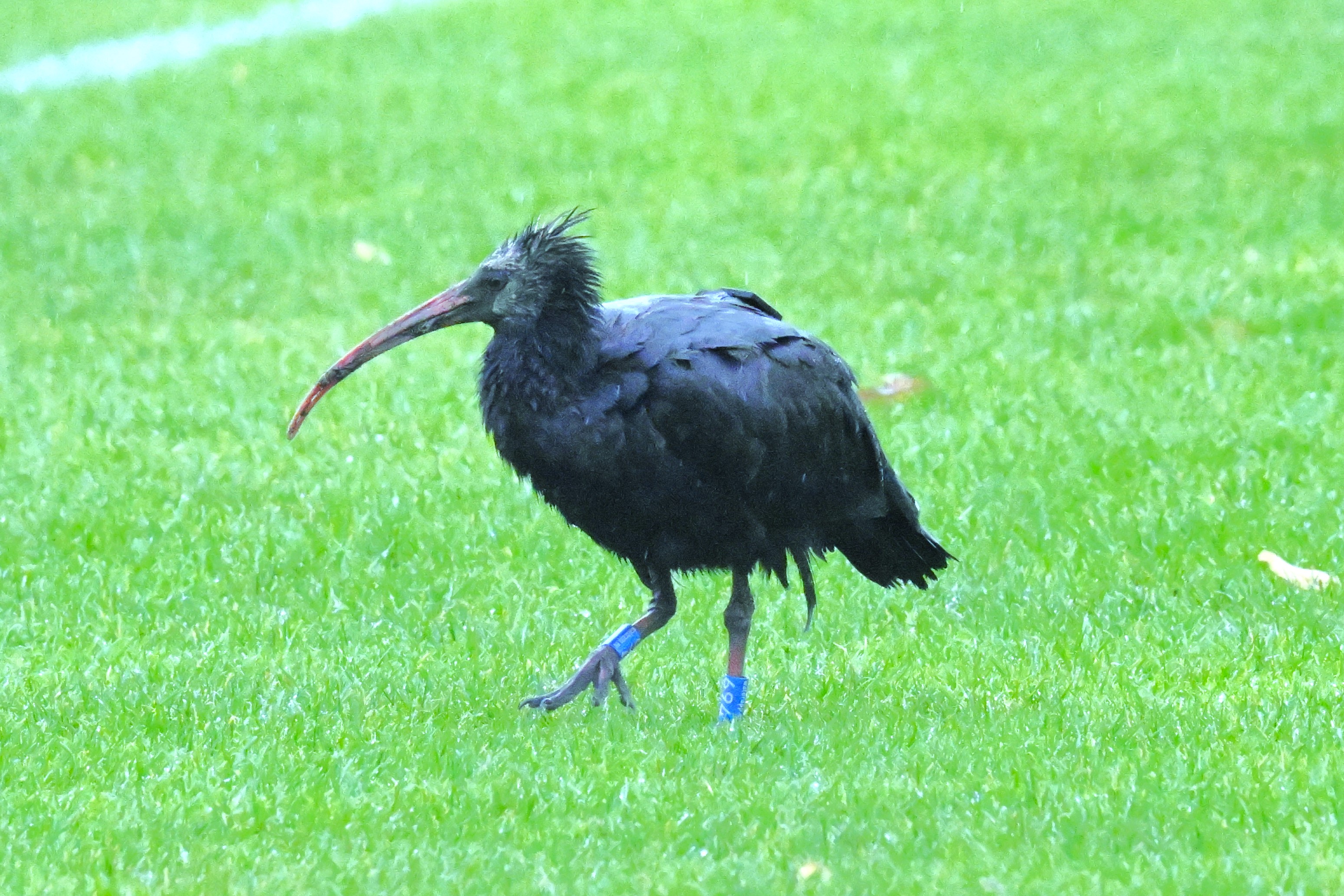 Med GPS-sändare och ringmärkt