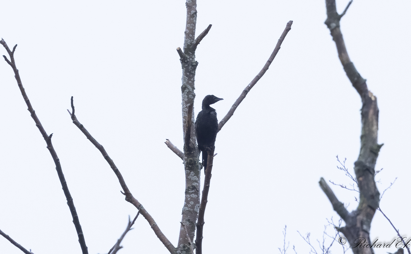 Sveriges andra fynd och första fyndet för Skåne!