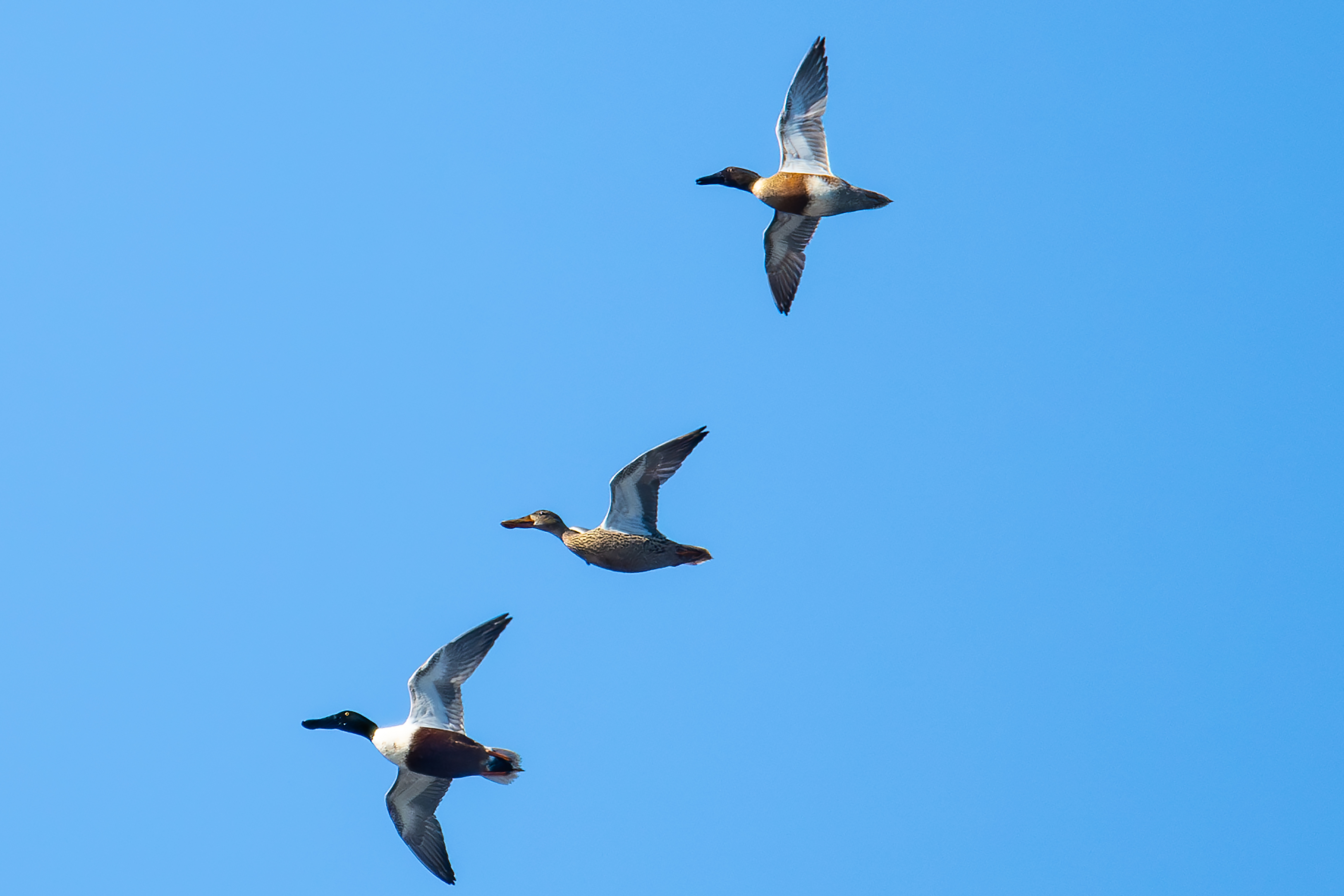 Till synes en hybrid Årta x Skedand i övre delen av bilden