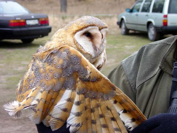 Denna uggla hittades <br>trafikdödad på morgonen <br>den 26:e i sydvästra <br>Skåne, och visades upp av <br>upphittaren vid Hjälmsjön <br>i samband med den <br>Rostgumpsvala (Hirundo <br>daurica) som drog till sig <br>en hel del skådare. Bilden <br>är tagen när fågeln <br>visades upp vid Hjälmsjön.