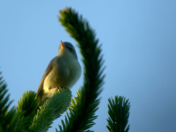 Fågeln har varit på <br>platsen sedan 1 vecka