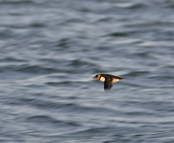 Fler bilder på <br>www.praktejder.se