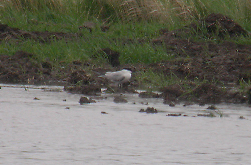 Håller till på ett <br>översvämmat gärde <br>och verkar mkt <br>stationär. Jagar ibland <br>och står och sover <br>ibland.