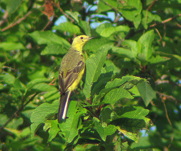 flavissima eller lutea??