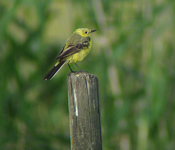 flavissima eller lutea??