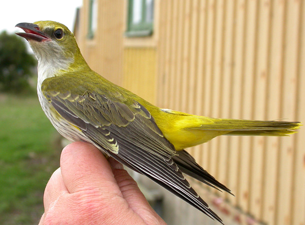 Den 6:e märkta på <br>Klippan. Vilken vacker <br>fågel!