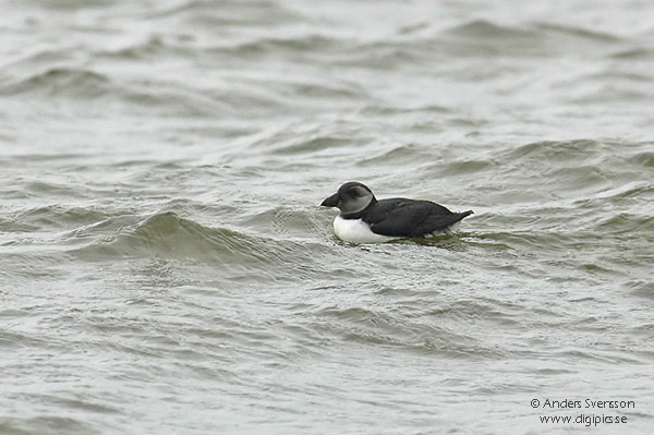 Fler bilder på <br>www.digipics.se