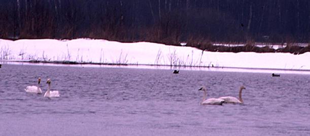 Sveriges första fynd <br>av amerikansk <br>tundrasvan <br>(columbianus)! Tomas <br>Lundqvist är <br>fotografen. Fågeln <br>rastade kort tillsammans <br>med sångsvanar. 