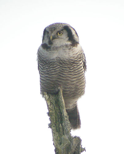 Hagbymassivet väster <br>om Robacken