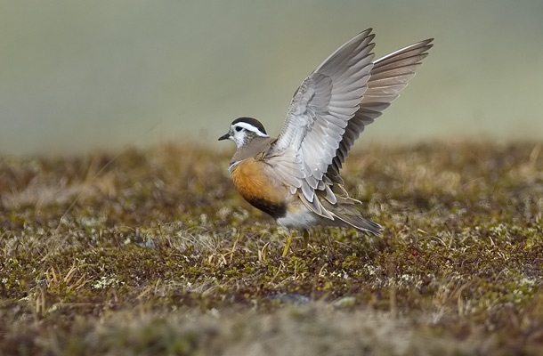 Fler bilder <br>www.digipics.se