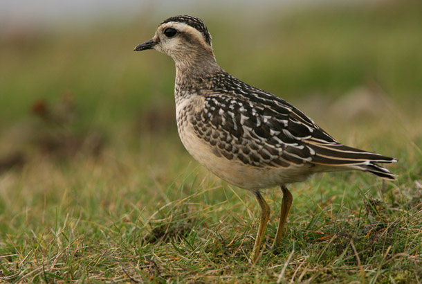 Inte skygg direkt=)! 