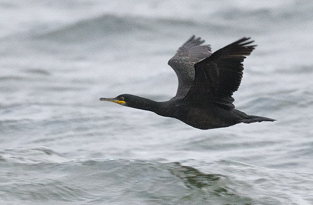 Fler bilder på <br>www.pbase.com/jensm<br>orin