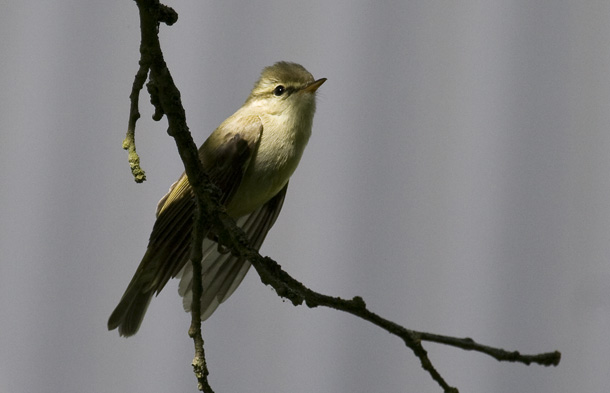 Här är en av de två <br>individer som sågs på <br>lokalen