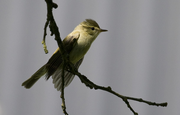 Här är en av de två <br>individer som sågs på <br>lokalen