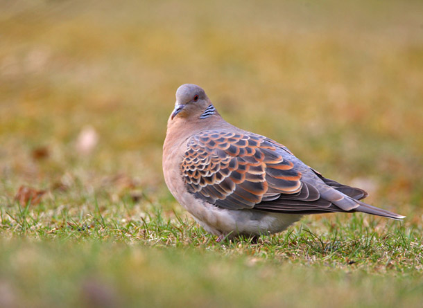 Fler bilder på <br>www.pbase.com/zoothe<br>ra