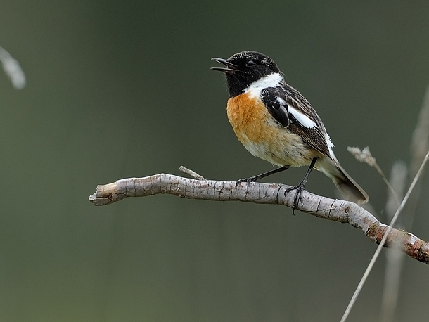 Far runt som en iller bland<br>rotvältor å sexiga<br>buskskvättehonor.....