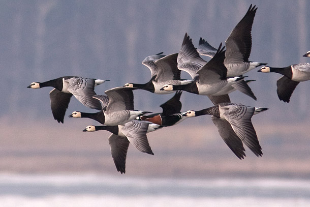 (www.pbase.com/lageras)