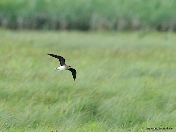 Dokumentskott alá <br>Svalan...