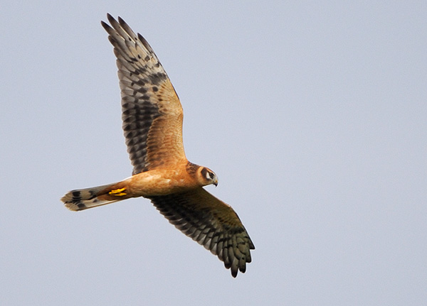 Ung hona? <br>Bärnstensbrun iris. <br>Större bilder på <br>www.pbase.com/jensm<br>orin