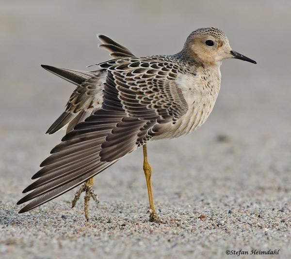 Just denna bild är tagen med <br>ett 70-200+1,4 converter.