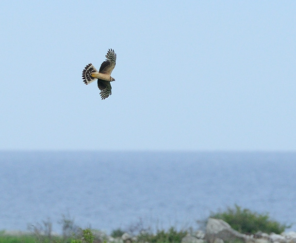 Här kommer den enkla <br>biten, en 2K-fågel...