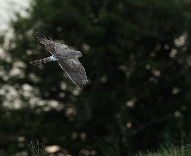 Efter att 3K nr 1 pep <br>staka rakt mot norr så <br>inväntade jag 2K-fågeln <br>på sin lite långsammare <br>färd norrut. Då dök <br>istället en 3K hane nr 2 <br>upp tillsammans med....