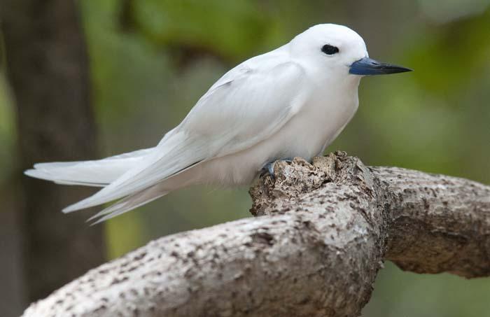 Häckade med några tusen <br>exemplar på denna för <br>fågellivet, <br>havssköldpaddorna, <br>Aldabrasköldpaddoran och <br>de fem arter ödlor som <br>lever där så viktiga lilla ö.