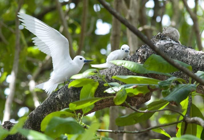 Foto: Pia Daleke. <br>Fetärnorna häckade med <br>några tusen <br>exemplar på denna för <br>fågellivet, <br>havssköldpaddorna, <br>Aldabrasköldpaddoran och <br>de fem arter ödlor som <br>lever där så viktiga lilla ö.