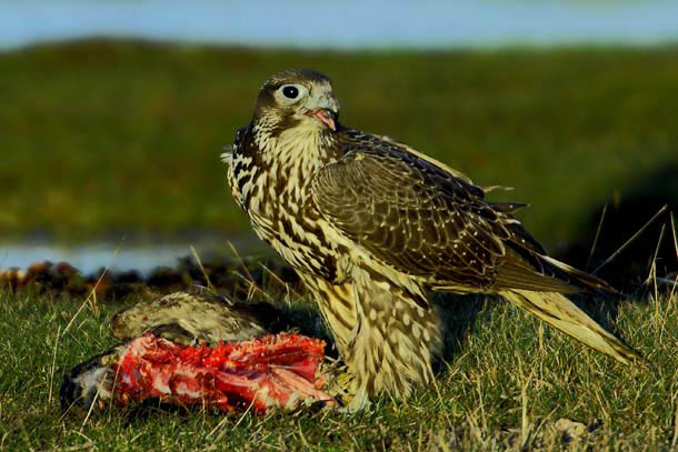 Prutdödaren in action