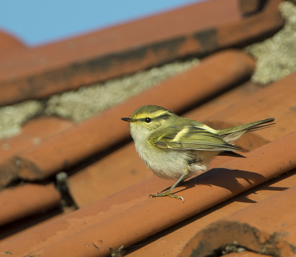 På hustaket på huset som man <br>kan gå in och fika med egen <br>termos.