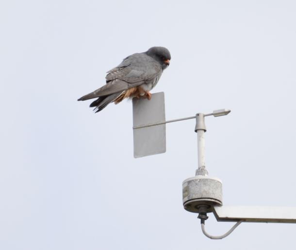 Ung hanne vid stigen mellan <br>Falsterbo fågelstation och <br>näset.