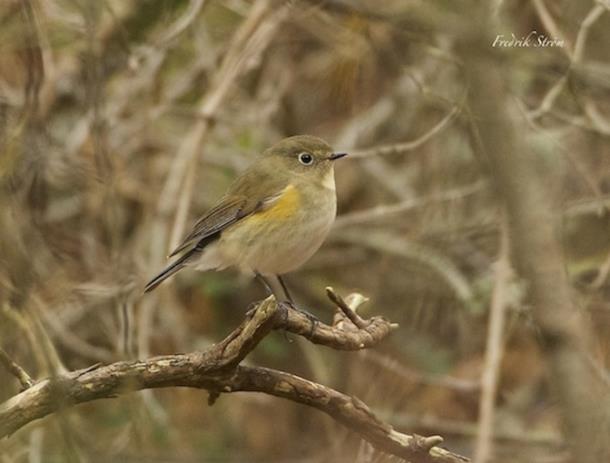 Fantastiskt kul att få hitta<br>en sådan vacker fågel! 
