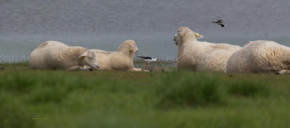 Det var många som ville ta<br>sig en närmare titt på den<br>långväga gästen.